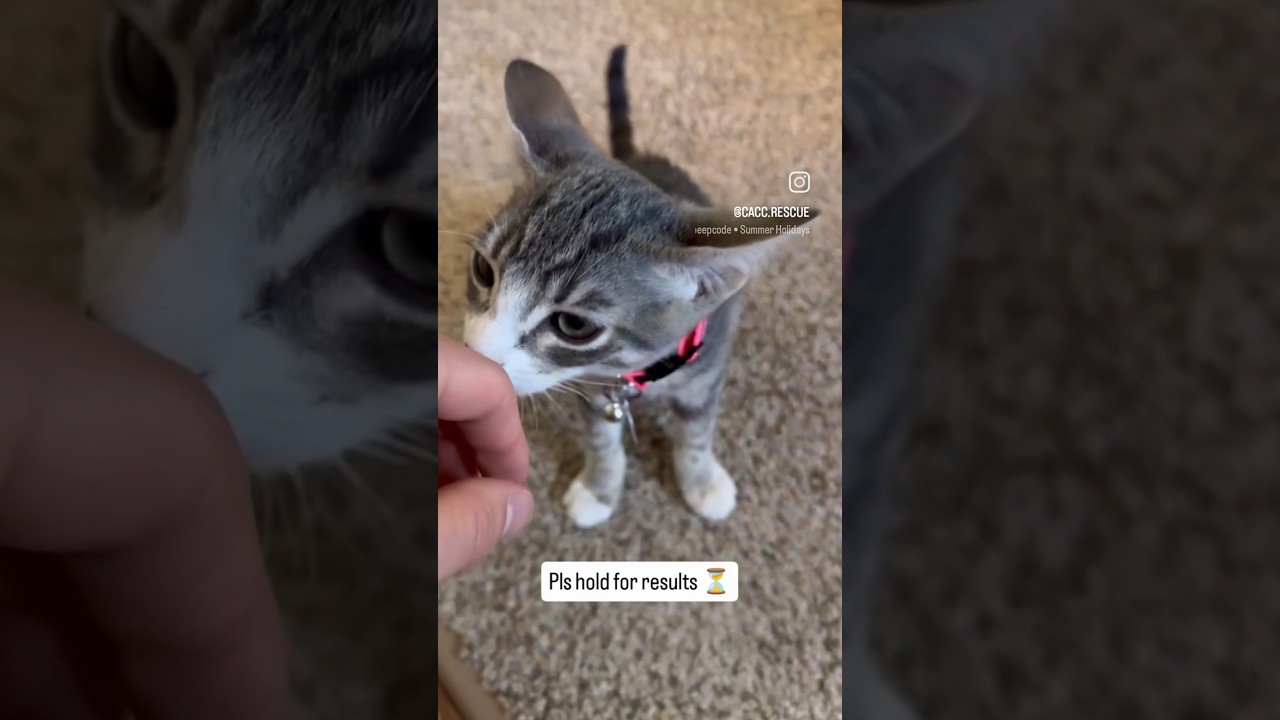Cowboy, a Adoptable Domestic Medium Hair in Pacifica, CA video 6/6