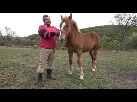 Caii lui Traian de la Bogdana, Salaj - 2019Nou!!!