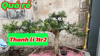 Quick liquidation, cheap price 1.2 million | Bonsai La Han pine