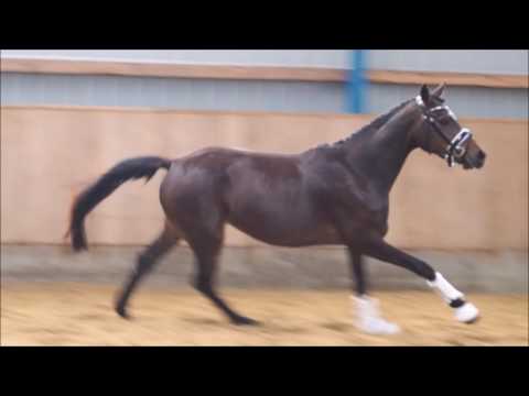 3j Stute v. Nobel Nagano