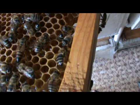 Apicultura practica: Regina noua intr-o  familie de albine bezmeticita.