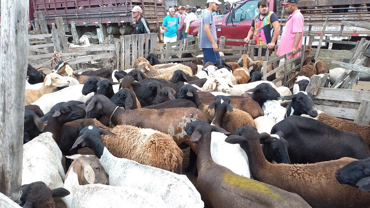 FEIRA DE BODE OVELHA CABRAS DE CAMPINA GRANDE-PB 16/10/2024