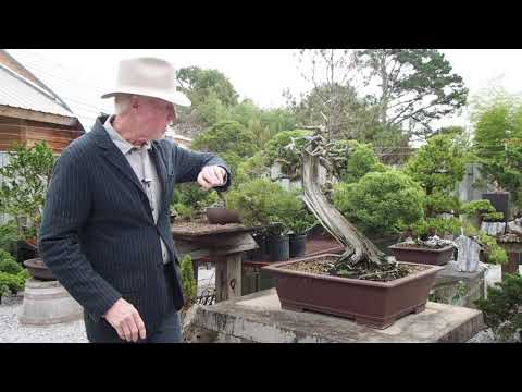 Plant City Bonsai - Early Fall - 2018