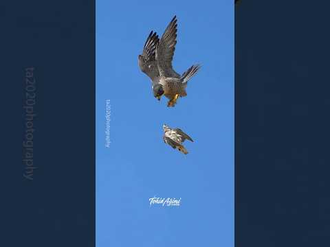 Mom Peregrine Falcon training her Offsprings catch Prey. #birdsofyoutube #birdsofprey #falcons