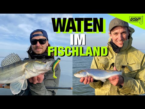 ZANDER & MEERFORELLE an einem Tag | Watangeln im Fischland-Darß-Zingst | Zwischen Ostsee & Bodden
