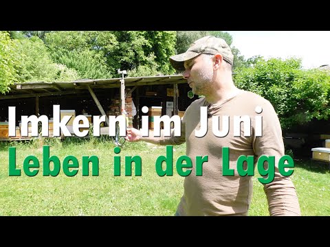 Beekeeping in June. Living in the location