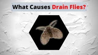 What Causes Drain Flies?