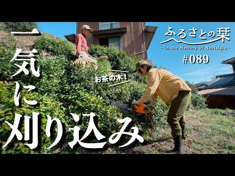 Pruning the tea tree and preparing to make Japanese tea | Rural Japan 89