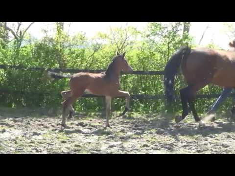 Morricone x Royal Hit - Stutfohlen 2016