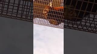 レッサーパンダ