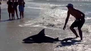 preview picture of video 'Shark Catch from the Beach of Marco Island, FL'