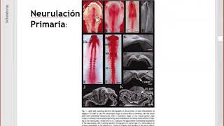Desarrollo SNC1 Tubo neural