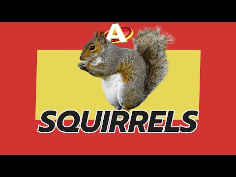 Here’s How to Get Rid of Squirrels —Safely! 🐿️🏠