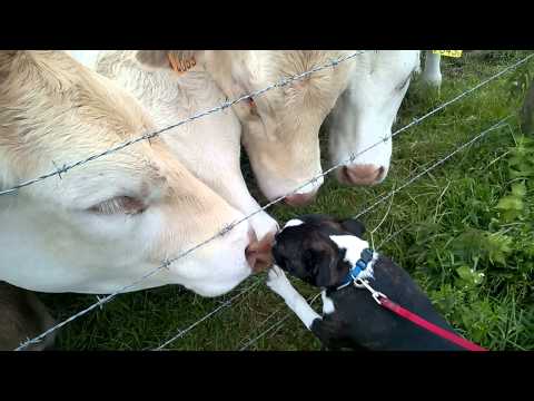 Un perrito que ama las vacas
