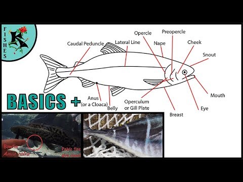 Basics of Bony Fishes (Most Fishes)  | Koaw Nature Lesson 3