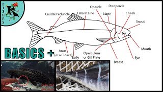 Basics of Bony Fishes (Most Fishes)  | Koaw Nature Lesson 3