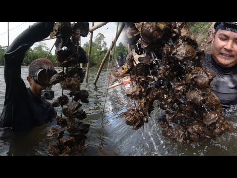 SE02EP014 - GRAND COLLABORATION - Pag HARVEST ng TALABA | Trece Martires, Cavite