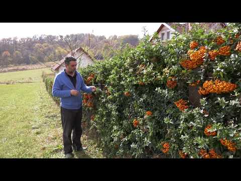 Živa ograda od pirakante