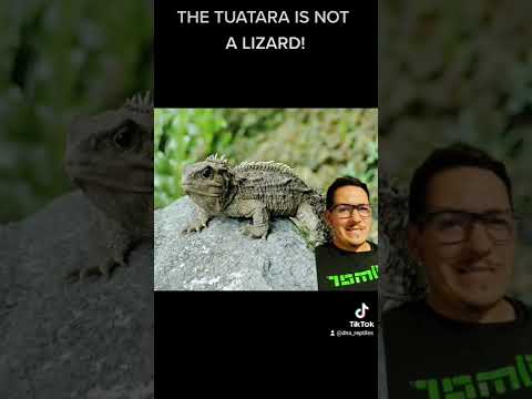 The Tuatara is an ancient reptile still around today! #tuatara #reptile #nature #educational