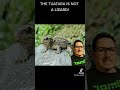 The Tuatara is an ancient reptile still around today! #tuatara #reptile #nature #educational