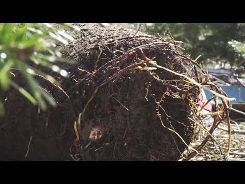 Pot Grown Christmas Trees - How We Do It