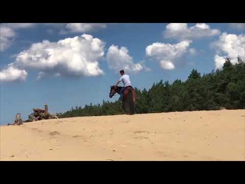 MUSTANG MAKEOVER 2018 Team Sebastian (TAG 3991) - Update 6