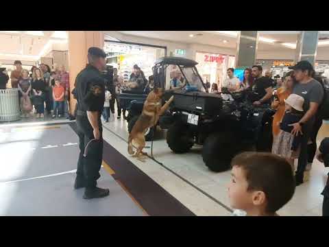 cinotécnia dia da marinha 2023