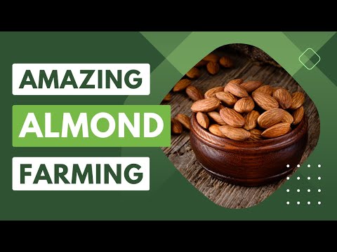 Unbelievable Almond Farming Technology - See it in Action at Nut Packing Factory