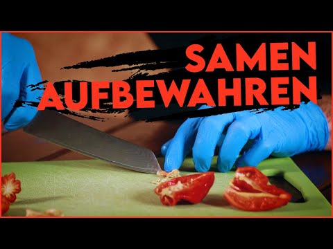 Chili Samen gewinnen & aufbewahren -  Saatgut nehmen von Chili & Paprika