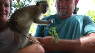 preview picture of video 'Up close and Personal with Wild Barbados Monkeys'