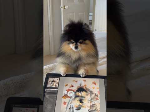 Dog Follows Owner Everywhere 😂 #shorts #pomeranian #dog