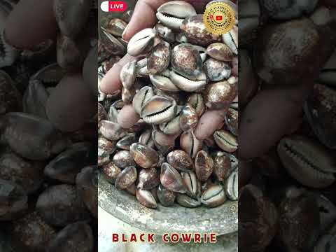 Black Sea Shell