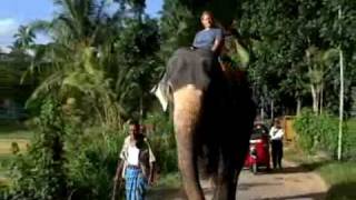 preview picture of video 'בית יתומים לפילים בסרילנקה  Pinnawala Elephant Orphanage'