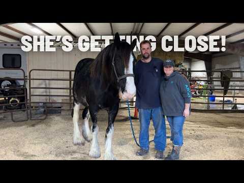 Our Rare Black Clydesdale Is Getting Close… Extra TLC Before Labor