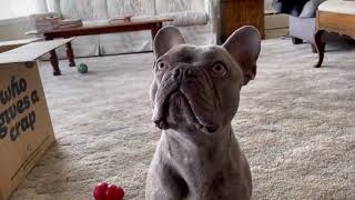 Toast Breaks His T.P. Record