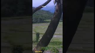 Download lagu Hilang semua janji | Aila Mumu | Hilang,  Semua janji semua mimpi mimpi indah mp3