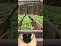 Hydroponics: A Simple Gardening System .
