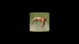 dog dog dog