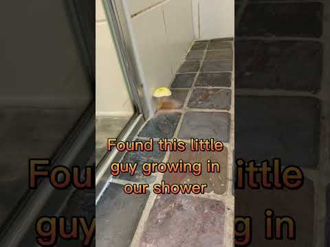 The Shower mushroom￼￼