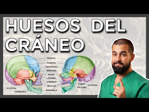 Bones of the Skull and Face. Anatomical Review of Each Bone