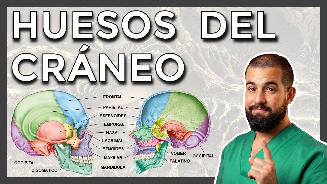 HUESOS del CRÁNEO y de la CARA. Repaso anatómico de cada HUESO