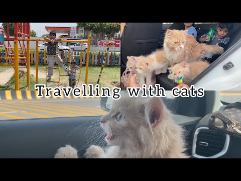 Travel with cats 🐱 |Cats in the car||we are going hometown for eid|| @ahnafmehwish #youtube #viral