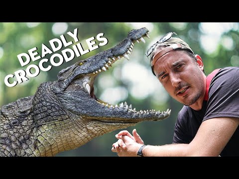 Crocodile Attacks in Sarawak, Borneo