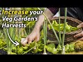 Simple Guide to Intercropping | How to Grow More Food in your Vegetable Garden
