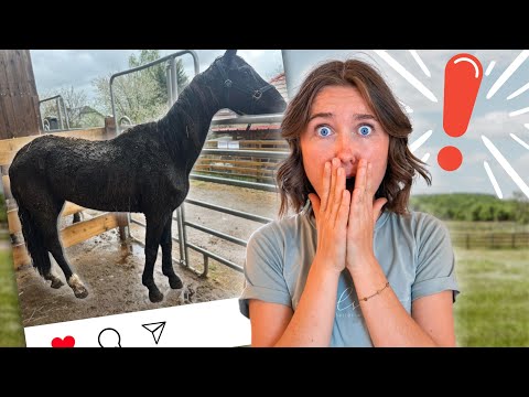 Rettung in letzter Sekunde: 28 Pferde befreit 🚨