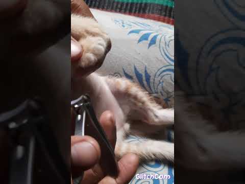 Cutting nails of 1month old kitten. 😺