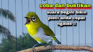 Download lagu Pleci Ngalas Standar 123 Ketukan Untuk Pancingan,Bikin Pleci Bustomi Gacor mp3
