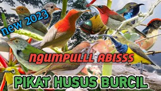 Download lagu Pikat burung kecil/burcil paling ampuh 2023😱 buktikan sendiri‼️ mp3