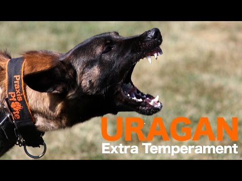 Uragan Extra Temperament | 10-11 months