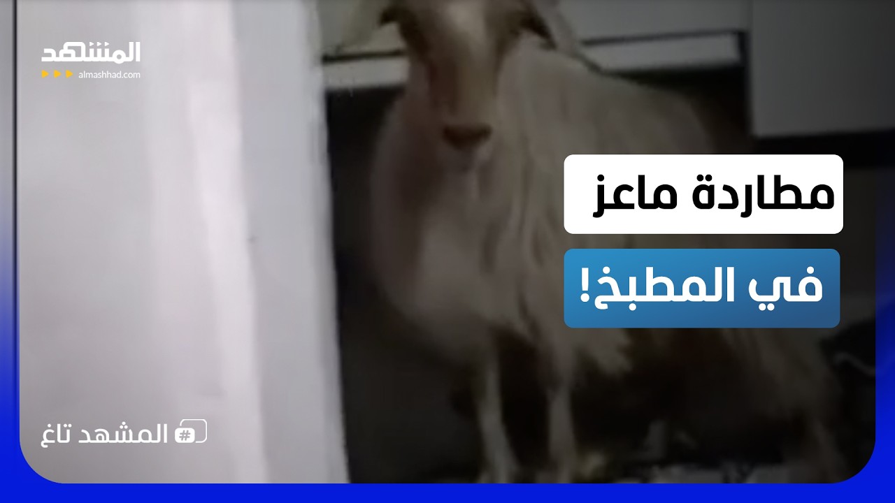 "مطاردة في المطبخ".. ماعز يقتحم منزلا في تركيا والمالك في ورطة   - المشهد تاغ